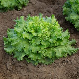 Lechuga Muir (F1)