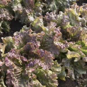 Lechuga New Red Fire (F1)