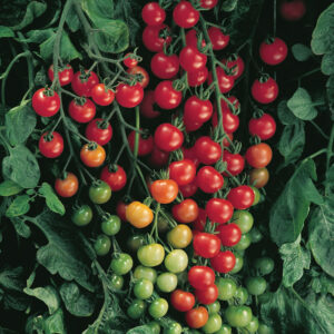Tomate Cherry Super Sweet 100 (F1)