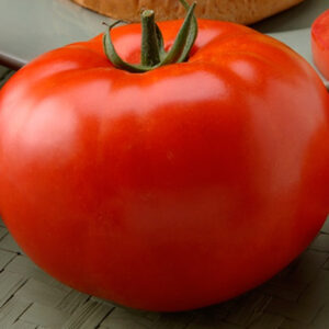 Tomate Big Beef Plus (F1)