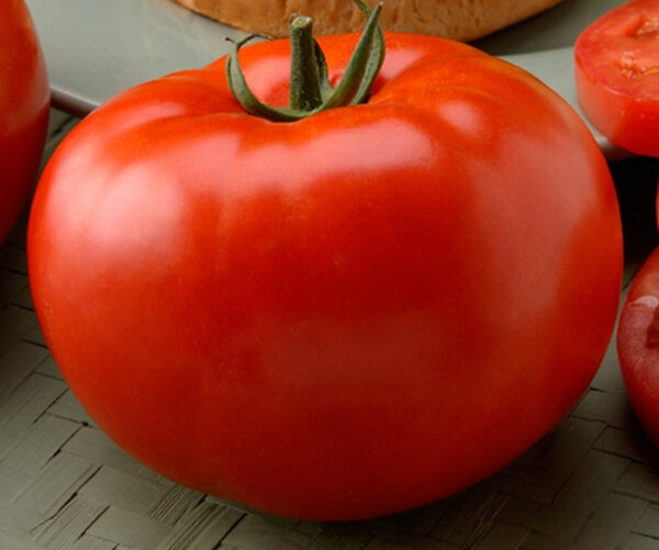 Tomate Big Beef Plus (F1)