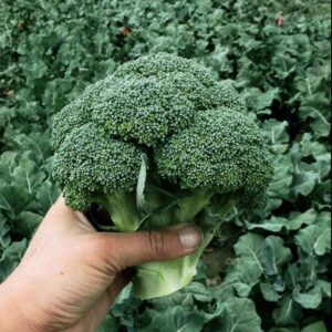 Brócoli Green Magic (F1)