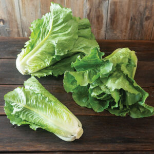 Lechuga Romana Sunland (F1)