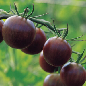 Tomate Black Cherry (Orgánica)
