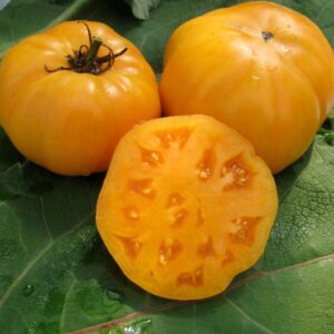 Tomate Dr. Wyche's Yellow (Orgánica)