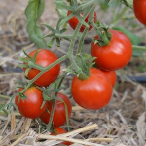 Tomate Glacier (Orgánica)