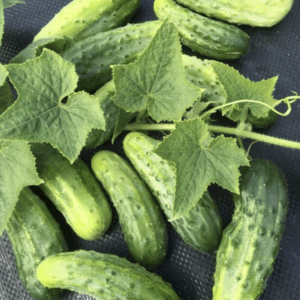 Pepino H-19 Little Leaf (Orgánica)